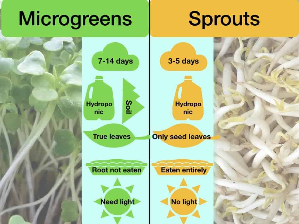 microgreens and spouts